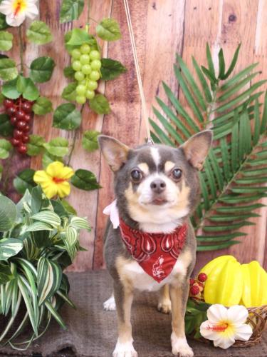 20230826メルくん